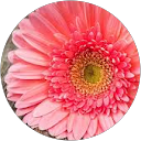 Katherine Wielgus profile picture